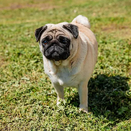 Casa Mati 1 Appartement Verbania